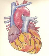 Anterior view of coronary arteries.  Free heart illustration