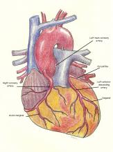 Anterior view of coronary arteries