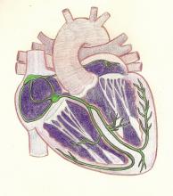 Cardiac conduction system. Free illustration. Electrical system of heart