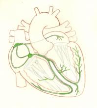 Cardiac Conduction System Illustration, Transparent with Green Highlights