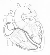 Free download image. Cardiac Conduction System Greyscale