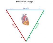 Einthoven's Triangle