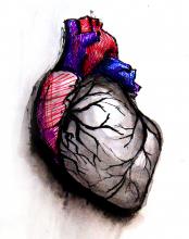 Free Download Heart Art, Anterior View of Heart, Heart drawing
