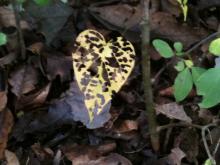 Free photo illustration of heart shaped leaf