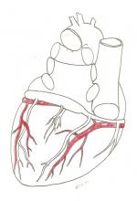 Free download.  Posterior view of coronary vessels Heart anatomy