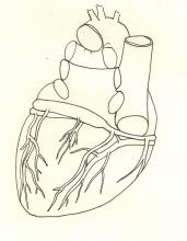 Posterior View of Coronary Vessles, Line Drawing FREE DOWNLOAD