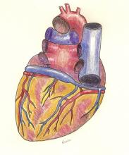 Free download. Cardiac anatomy. Posterior view of coronary vessels