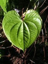 Heart Shaped Leaf