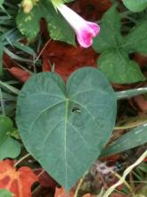 Free Image.  Torn Heart Leaf.  Heart Leaf with Flower