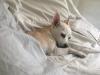 dogzilla's picture