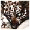 gamecreatin's picture